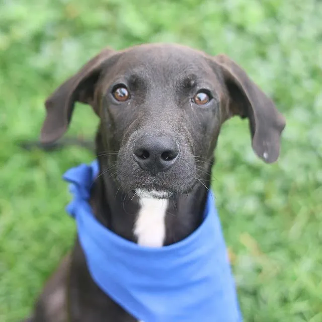 A young medium-sized male Labrador Retriever dog named Hercules for adoption in San Antonio, TX