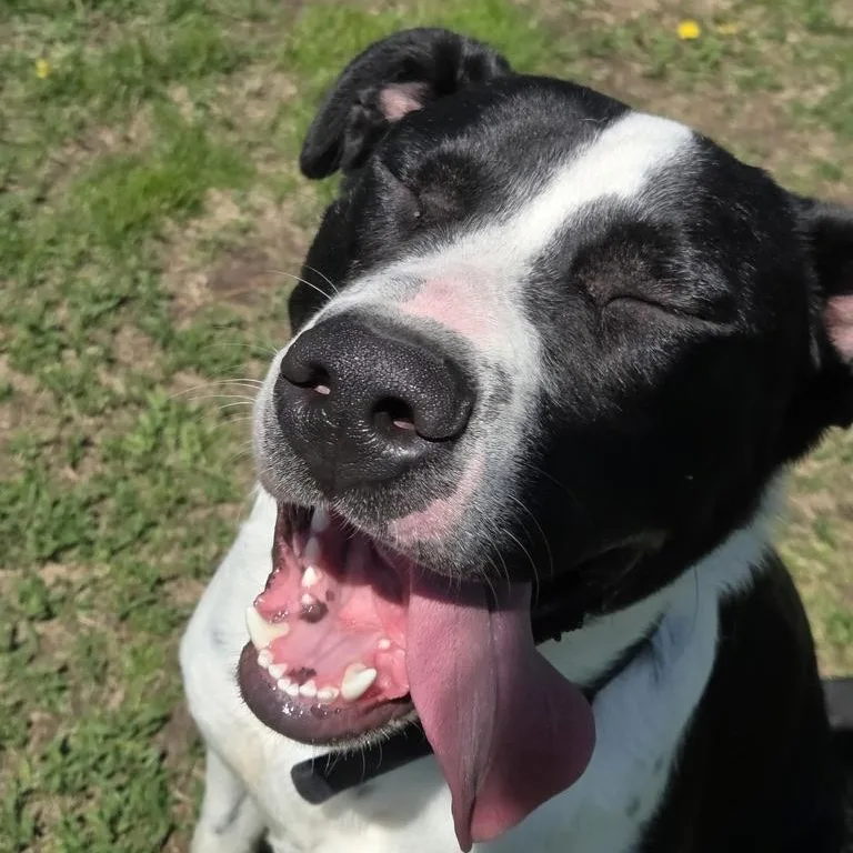 A young large-sized male Black Labrador Retriever dog named Leon for adoption in Park Rapids, MN
