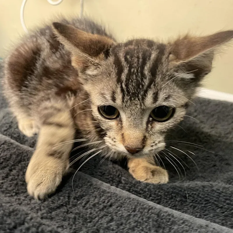 A baby small-sized male Brown / Chocolate Domestic Short Hair cat named Mino for adoption in Pasadena, CA