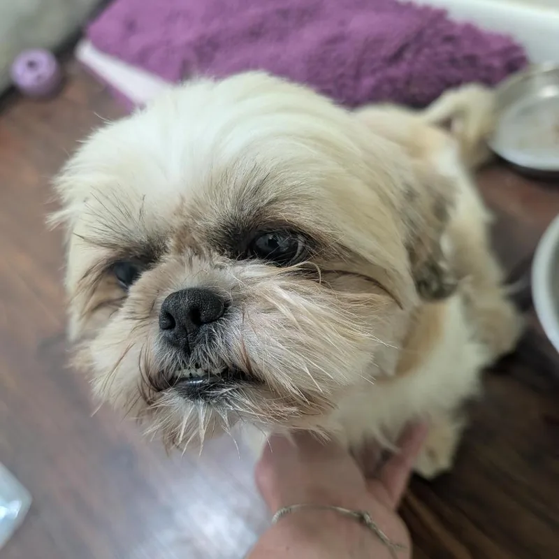 An adult small-sized female Apricot / Beige Shih Tzu dog named Peggy for adoption in Columbia, MO