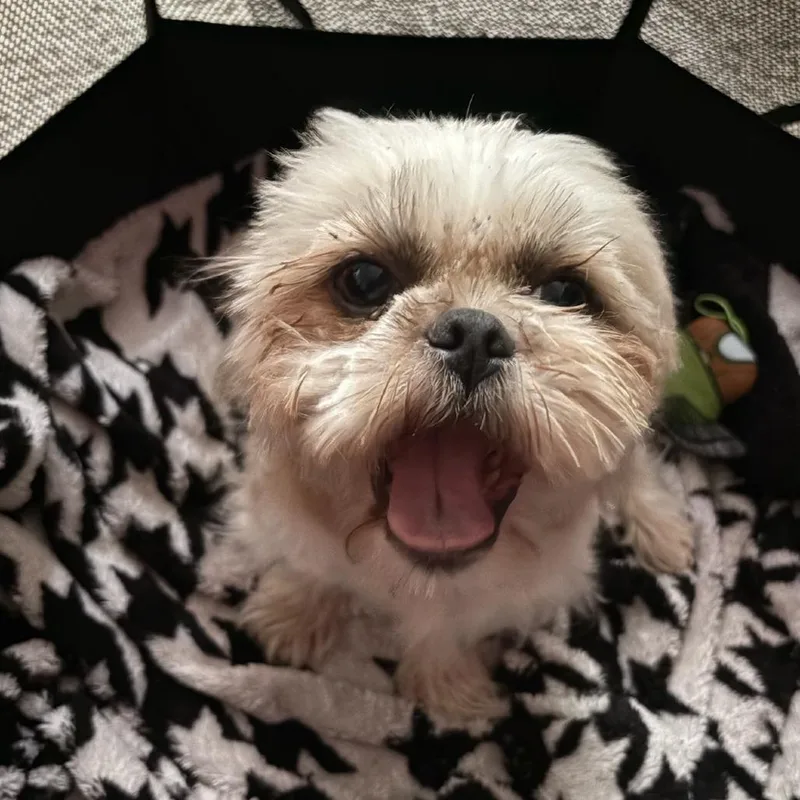 Peggy thumbnail 4