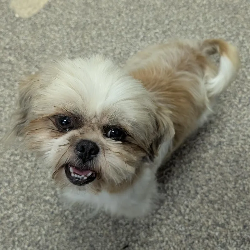Peggy thumbnail 5