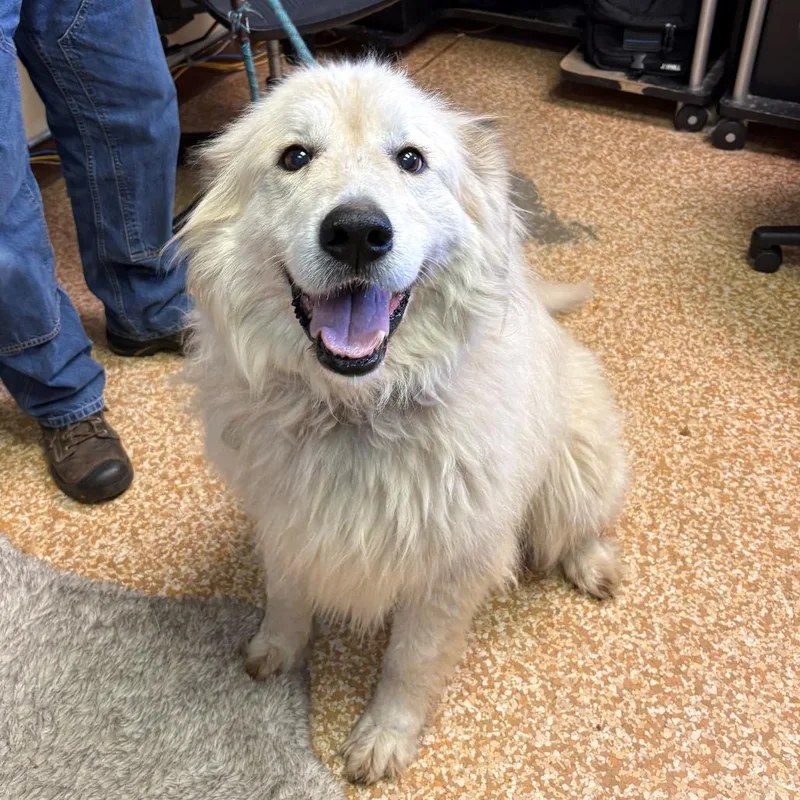 A senior large-sized female White / Cream Great Pyrenees dog named Josie for adoption in Chehalis, WA