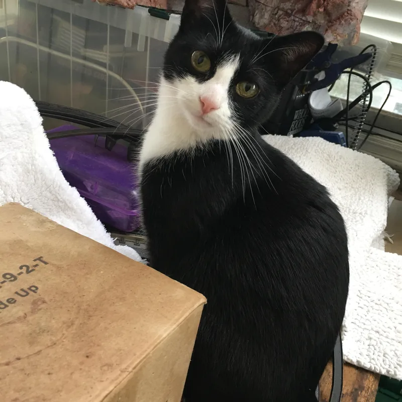 Shadow  I Definitely