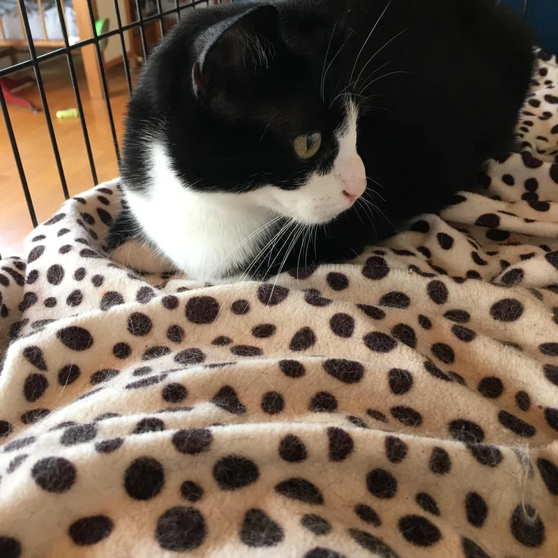 Shadow  I Definitely thumbnail 2