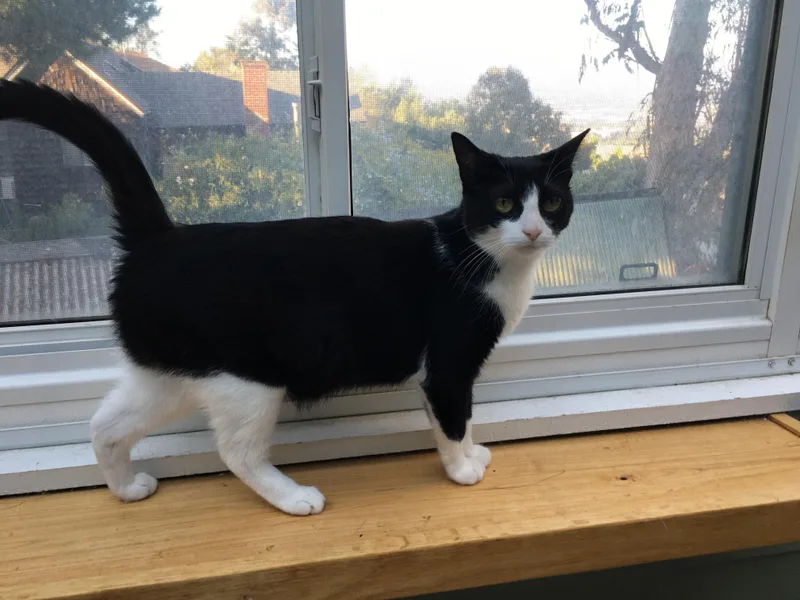 Shadow  I Definitely thumbnail 3