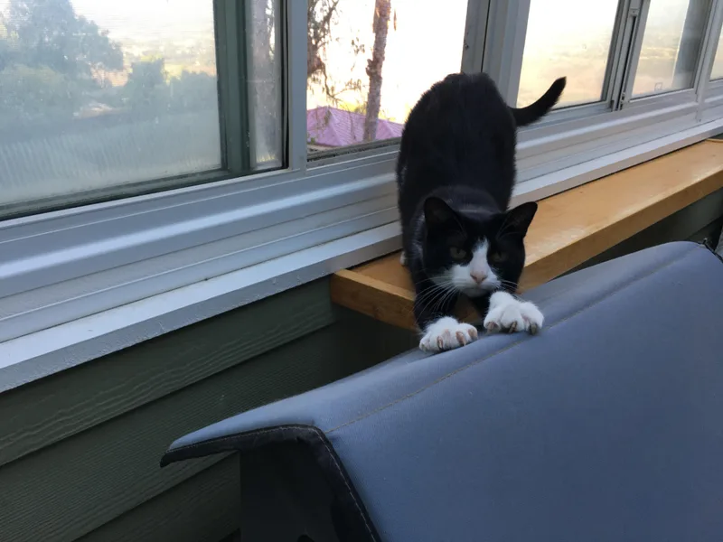 Shadow  I Definitely thumbnail 4