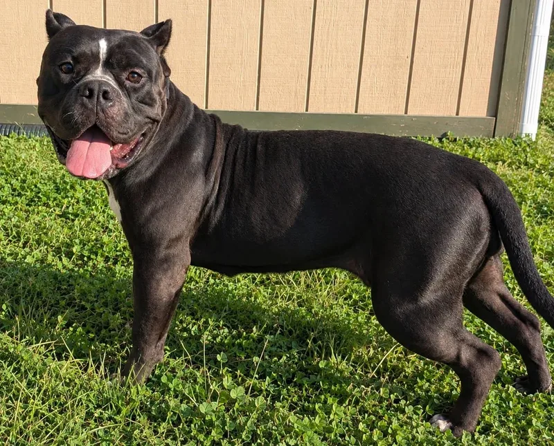 An adult large-sized female Black American Bully dog named Virginia for adoption in Jackson, GA