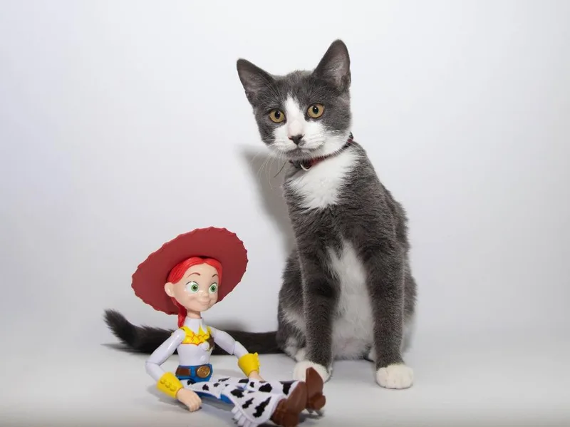 A baby medium-sized female Domestic Short Hair cat named Jessie for adoption in Lansing, KS