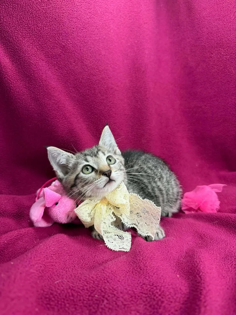 A baby small-sized female Tabby cat named Kiara for adoption in Tavares, FL