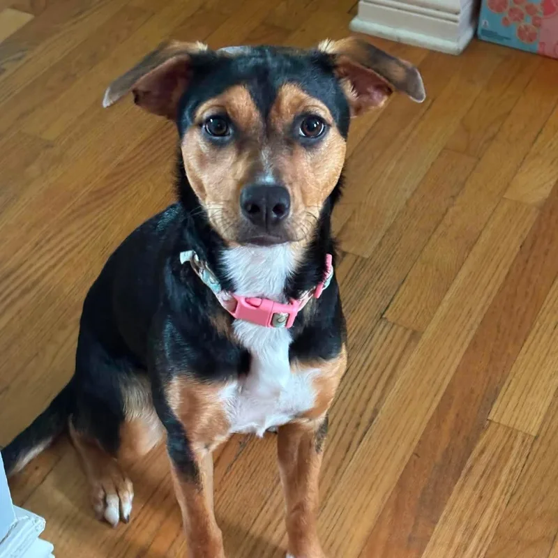 A baby medium-sized female Border Collie dog named Lila for adoption in West Haven, CT