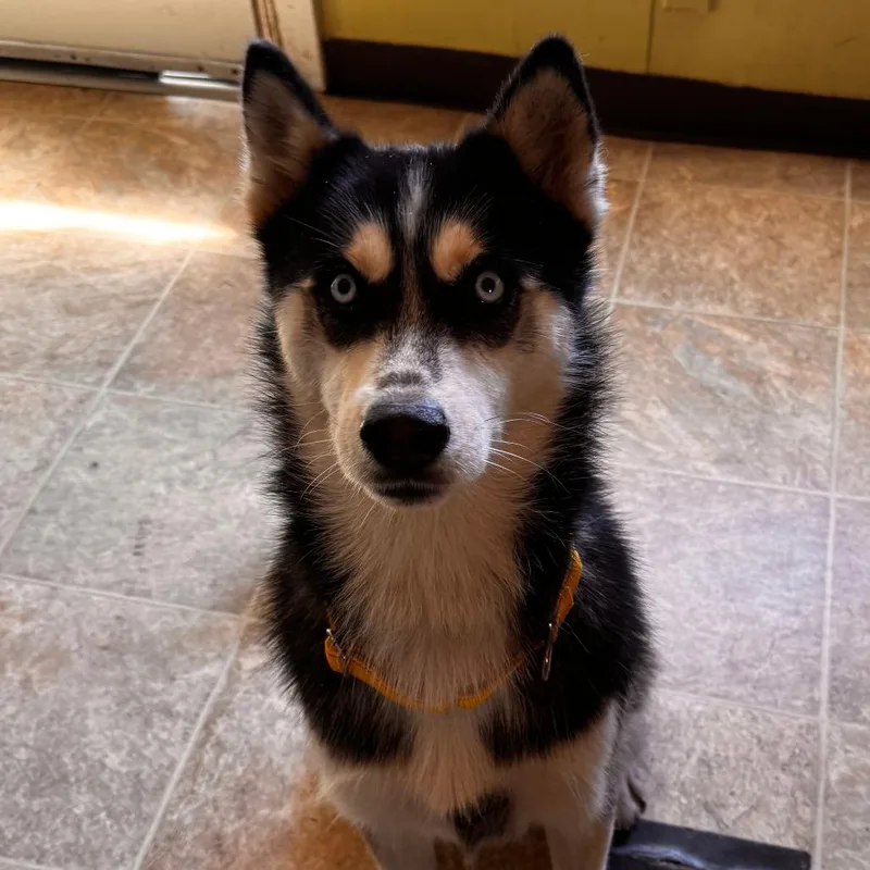 An adult medium-sized male Black Husky dog named Frank for adoption in Leander, TX