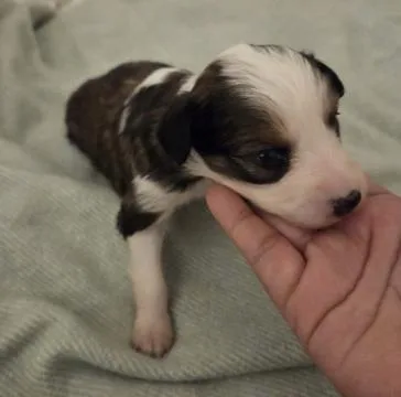 A baby small-sized female Dachshund dog named Dani for adoption in Arlington, TX
