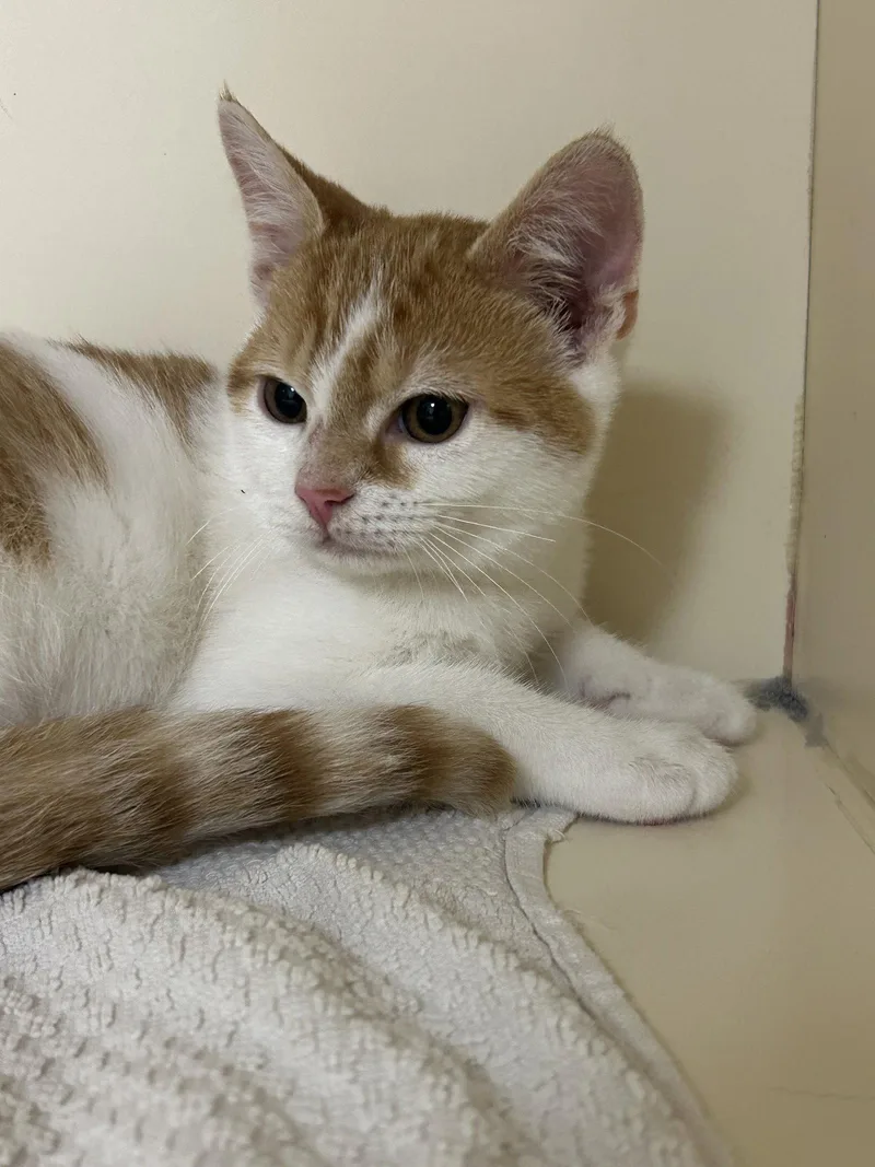 A baby medium-sized male Orange & White Domestic Short Hair cat named Oz for adoption in Lancaster, PA