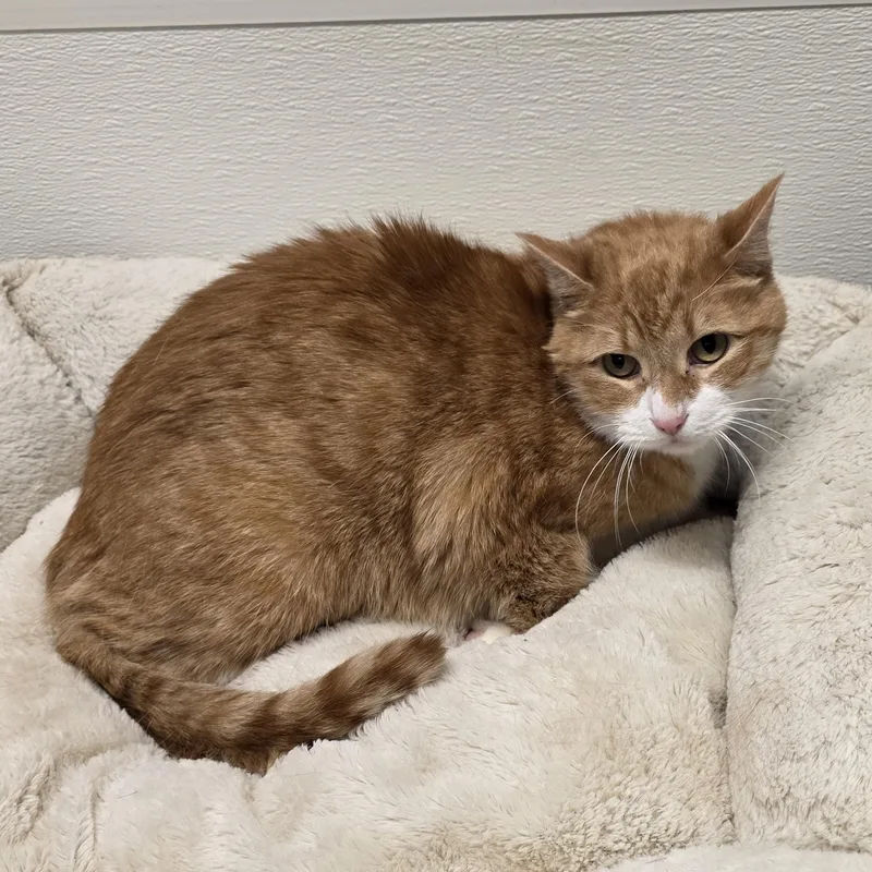 An adult medium-sized male Orange / Red Domestic Short Hair cat named Punkin for adoption in Greensboro, NC