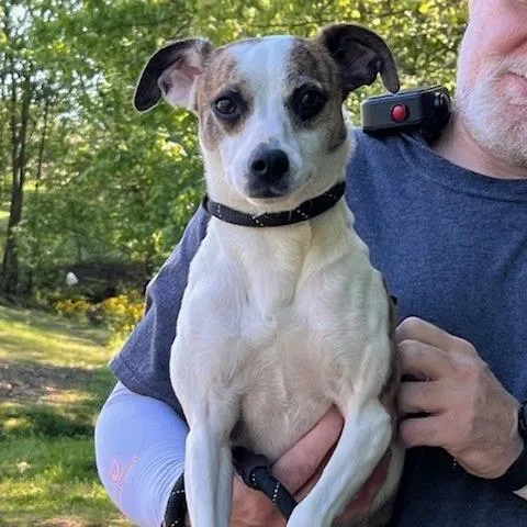 An adult small-sized female Brindle Jack Russell Terrier dog named Eva for adoption in Bartlett, TN