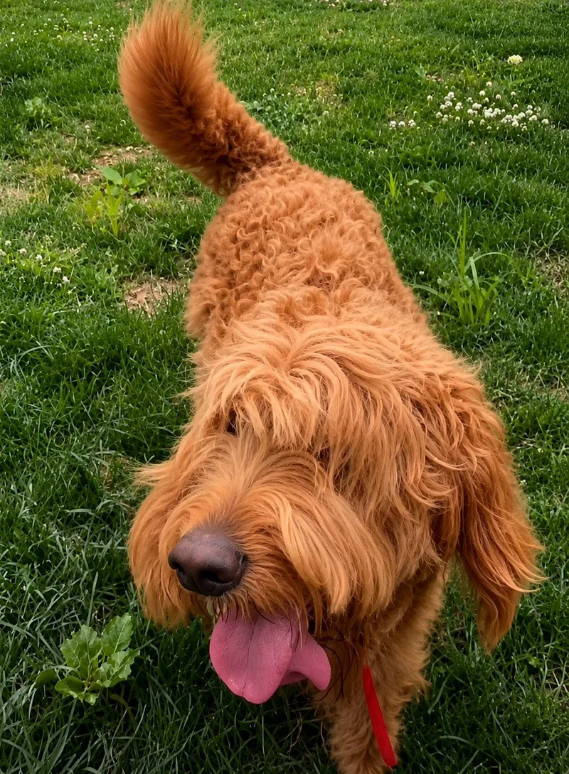 Chewbacca thumbnail 2