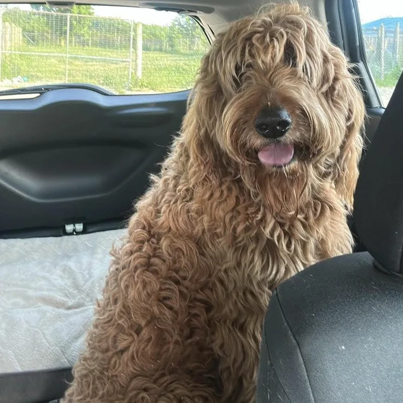 Chewbacca thumbnail 3
