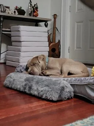 An adult medium-sized male Shar-Pei dog named Otis for adoption in Washington, DC