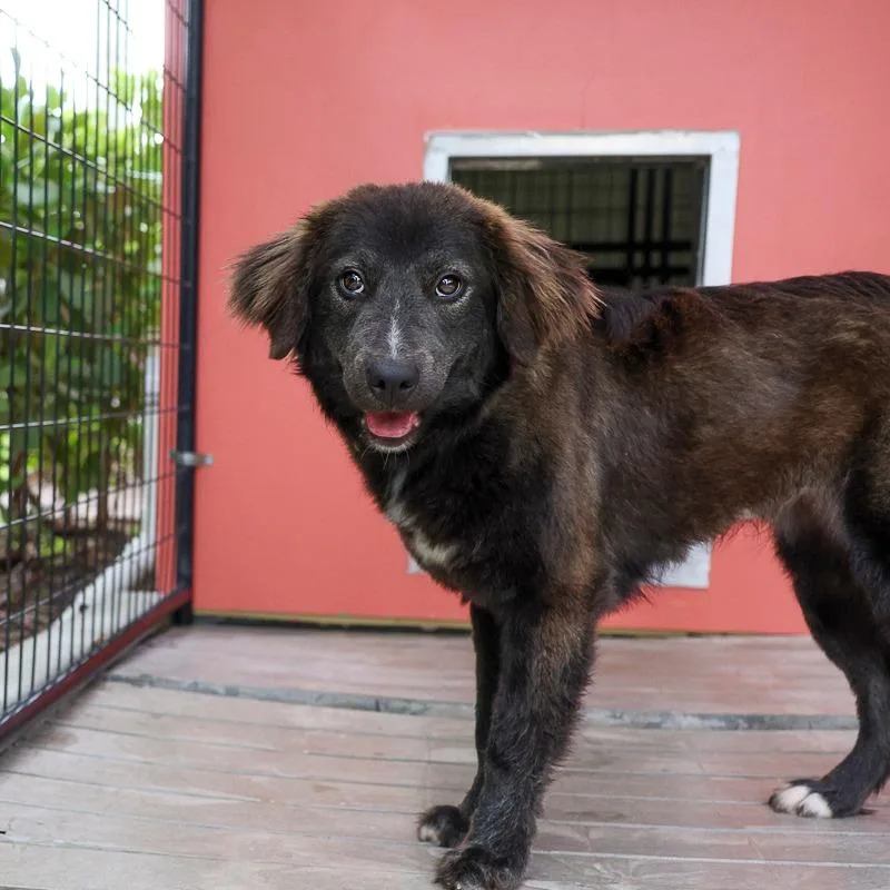 A young medium-sized female Brown / Chocolate Mixed Breed dog named Clover for adoption in Bradenton, FL