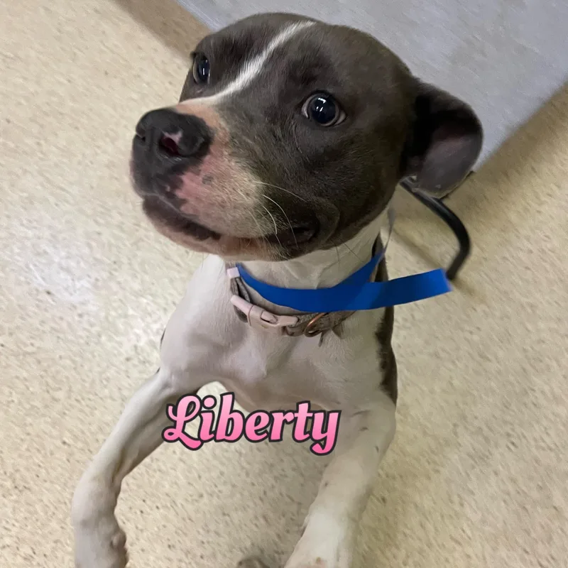 A young medium-sized female Terrier dog named Liberty for adoption in Muncie, IN