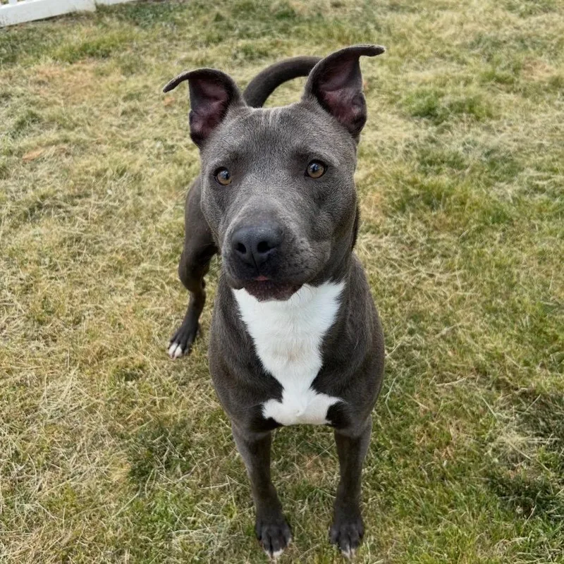 A young small-sized male Mixed Breed dog named Zion for adoption in Mount Gilead, NC