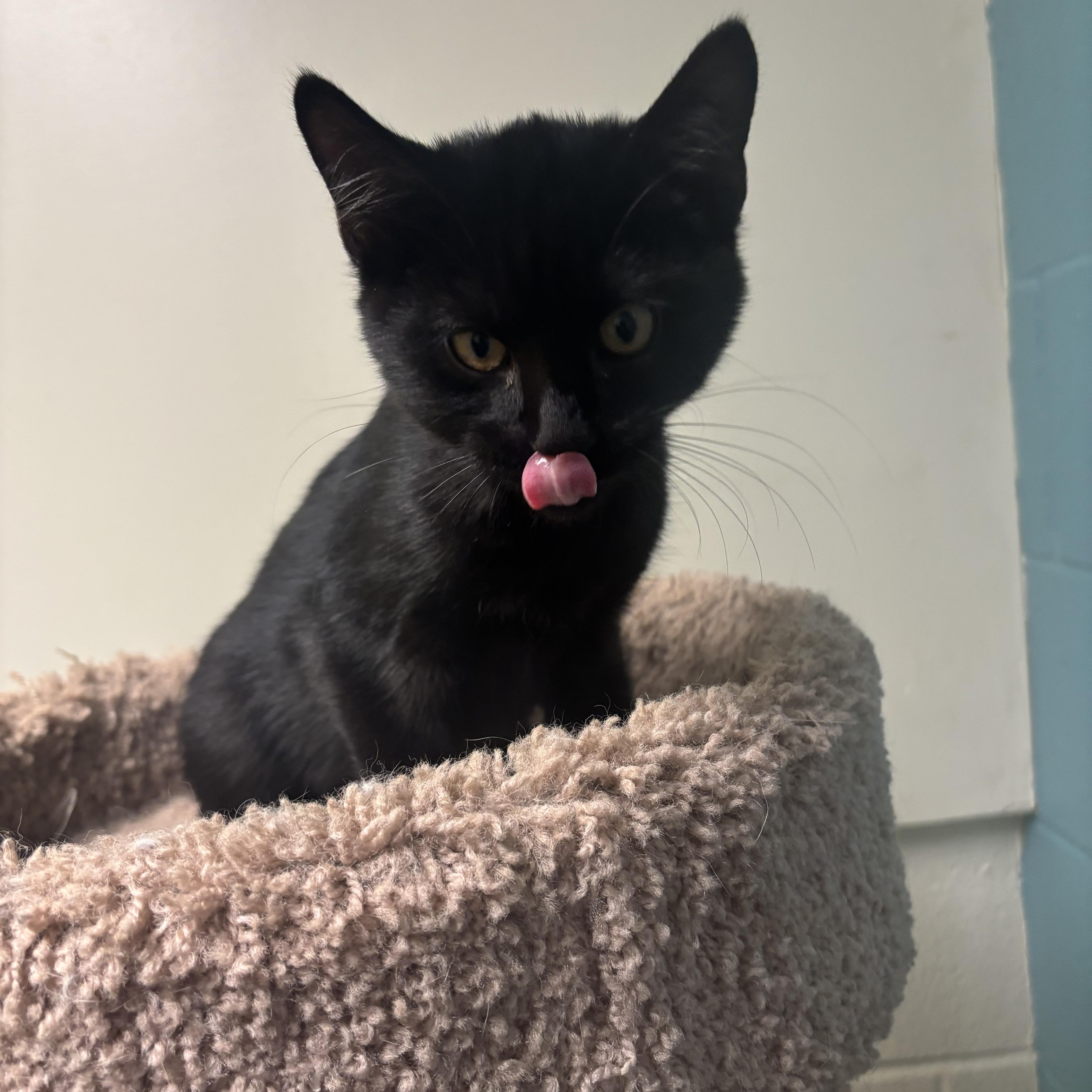 A baby medium-sized male Domestic Short Hair cat named Magic for adoption in Gladstone, MO