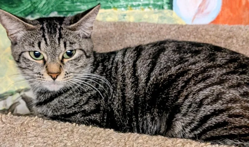 An adult medium-sized female Domestic Short Hair cat named Fiona for adoption in St. Augustine, FL