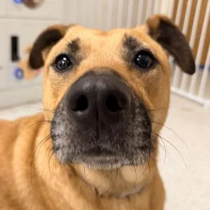 An adult large-sized female German Shepherd Dog dog named Lexi for adoption in Alameda, CA