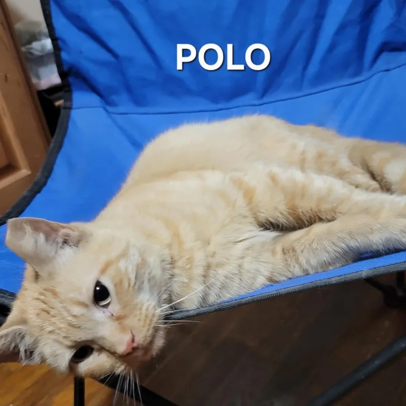 An adult small-sized male Orange / Red Domestic Short Hair cat named Polo for adoption in Frederick, MD