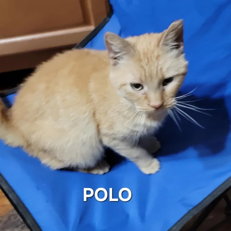 Polo thumbnail 2
