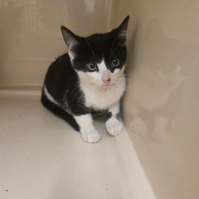 A baby small-sized male Black Domestic Medium Hair cat named Raja for adoption in Mount Gilead, NC