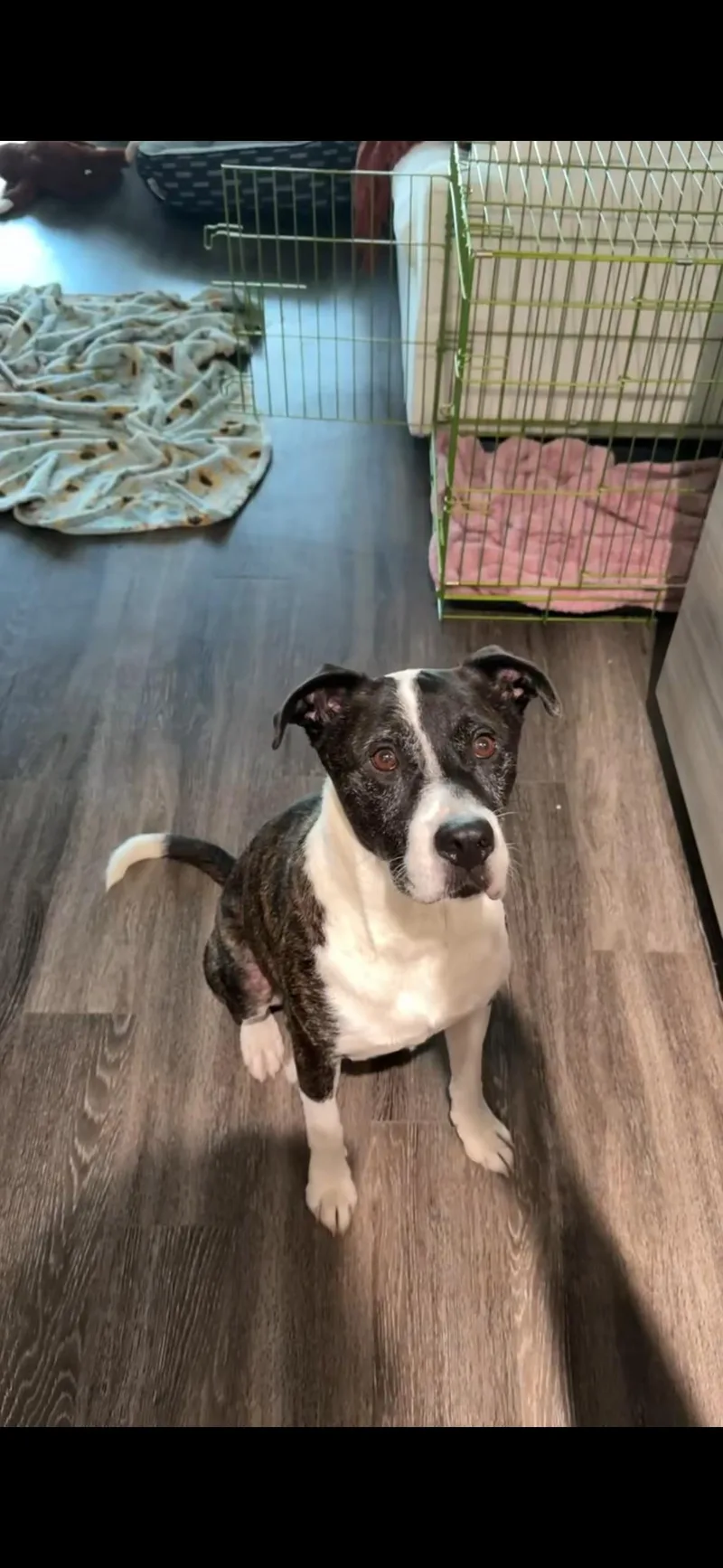 An adult medium-sized male Boxer dog named Lester for adoption in tampa, FL
