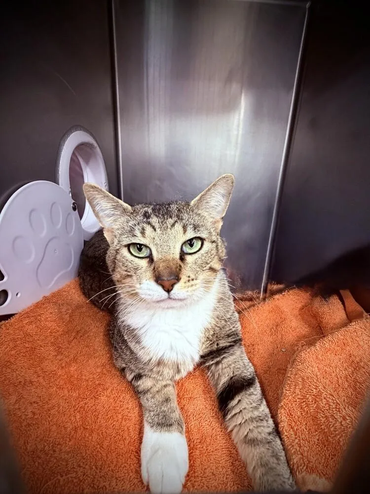 An adult large-sized male Buff & White Domestic Short Hair cat named Tom Brady for adoption in Stockton, CA