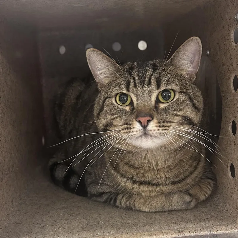 An adult large-sized male Gray / Blue / Silver Domestic Short Hair cat named Rocky for adoption in Philadelphia, PA