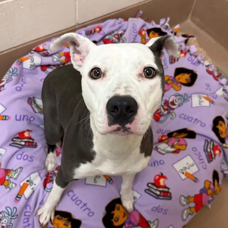 A young medium-sized female Gray / Blue / Silver Pit Bull Terrier dog named Honey for adoption in Reno, NV