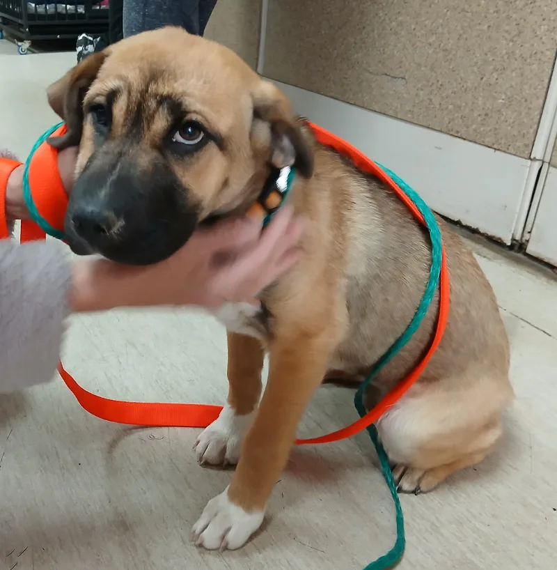 A young large-sized female Brown / Chocolate Mixed Breed dog named Sammie for adoption in Miller Beach, IN