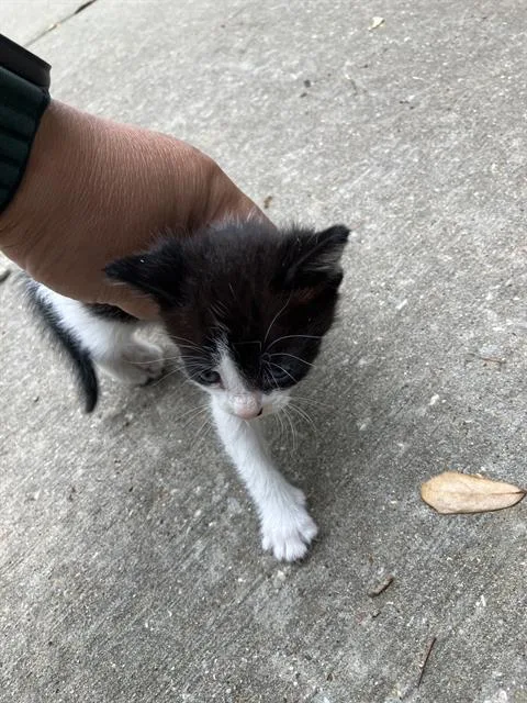 A baby large-sized female Domestic Short Hair cat named Megan for adoption in Dallas, TX