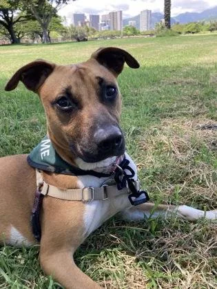 A young medium-sized female Mixed Breed dog named Coco for adoption in Honolulu, HI
