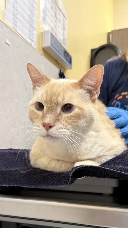 A senior extra large-sized male Domestic Short Hair cat named Ua Kea for adoption in Honolulu, HI