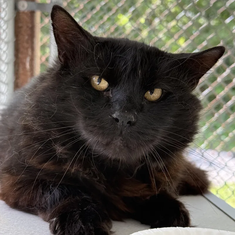 An adult large-sized male Black Domestic Long Hair cat named Knight for adoption in West Milford, NJ