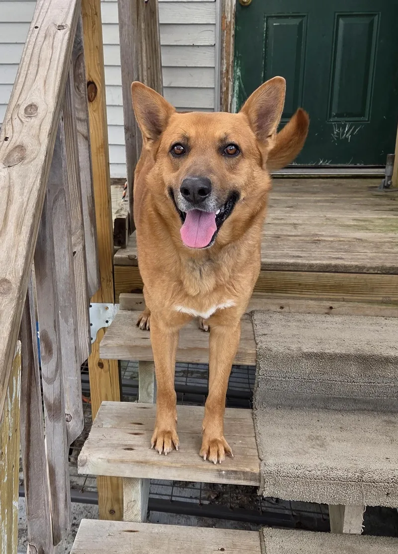 An adult large-sized male Yellow / Tan / Blond / Fawn Shepherd dog named Duke for adoption in Carsonville, MI
