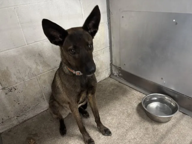 A young small-sized female Belgian Shepherd / Malinois dog named Koda for adoption in San Bernardino, CA
