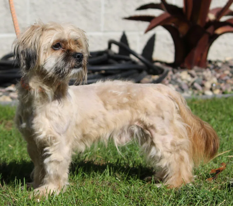 An adult small-sized male Shih Tzu dog named Clyde Owens for adoption in Portage, WI