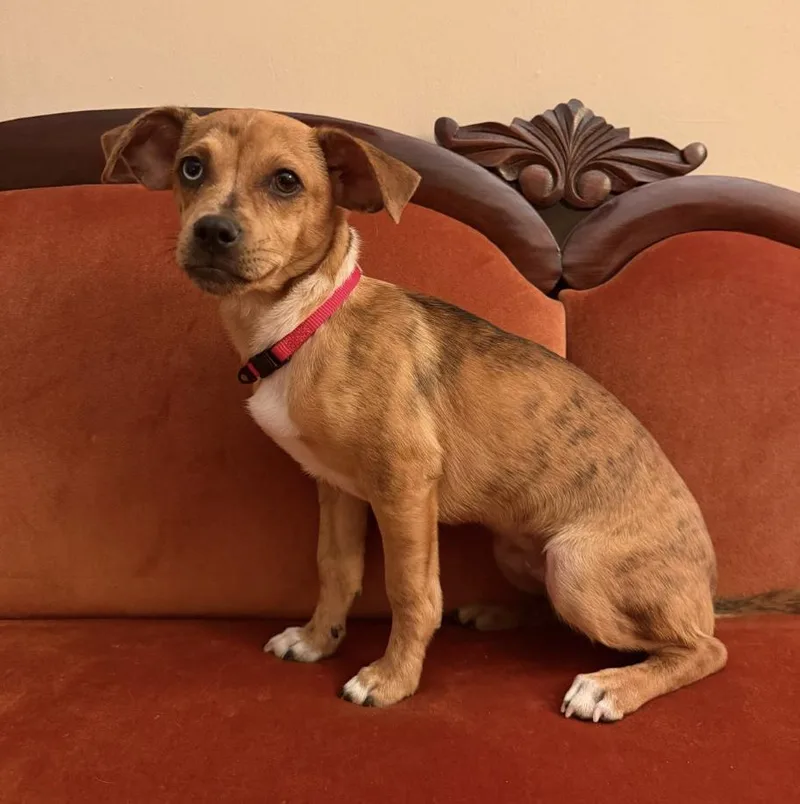 A young small-sized male Chihuahua dog named Wiggles for adoption in Brooklyn, NY