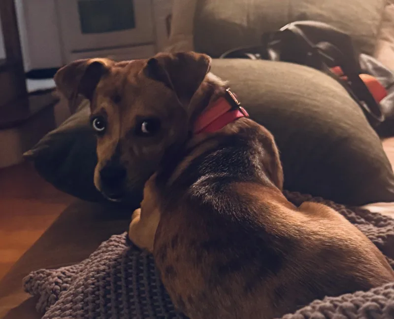 Wiggles thumbnail 3