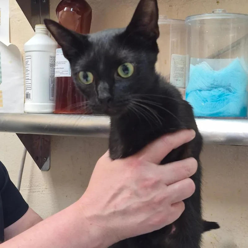An adult medium-sized female Black Domestic Short Hair cat named Villa for adoption in Birmingham, AL