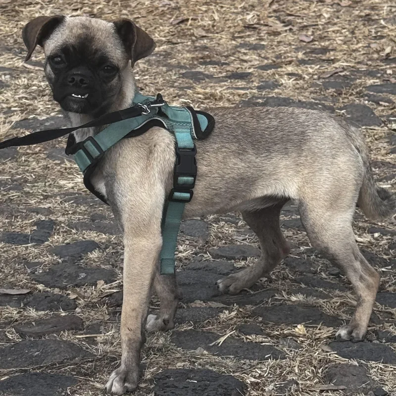 A young small-sized female Bicolor Pug dog named Mimi for adoption in Manvel, TX