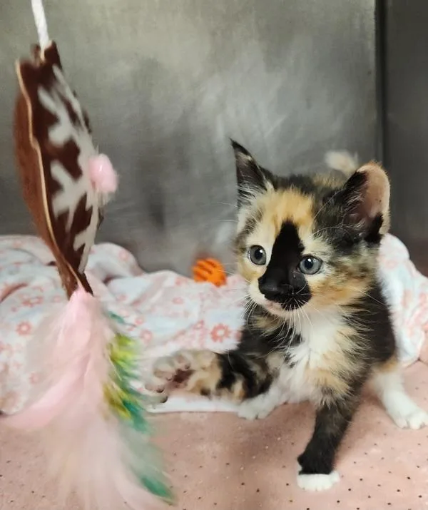 A baby small-sized female Domestic Medium Hair cat named Mookaite for adoption in Canton, GA