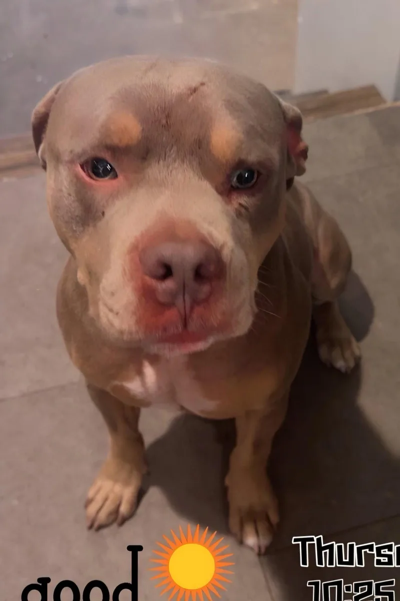 An adult medium-sized male Pit Bull Terrier dog named Huey for adoption in Magnolia Springs, AL